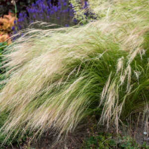 Stipa Ostnica 'Pony Tails'
