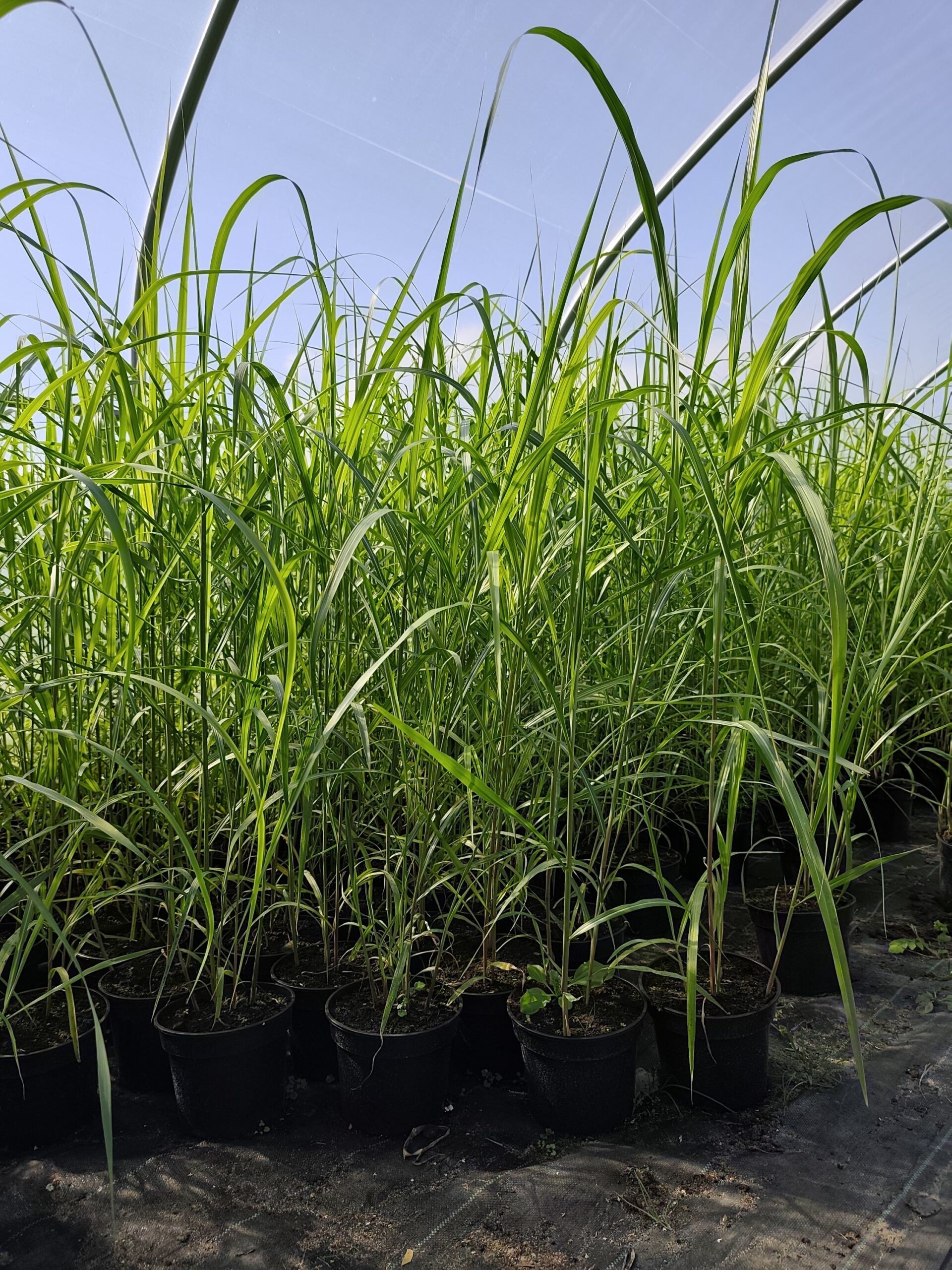 Miskant chiński 'Memory' - obrazek 5