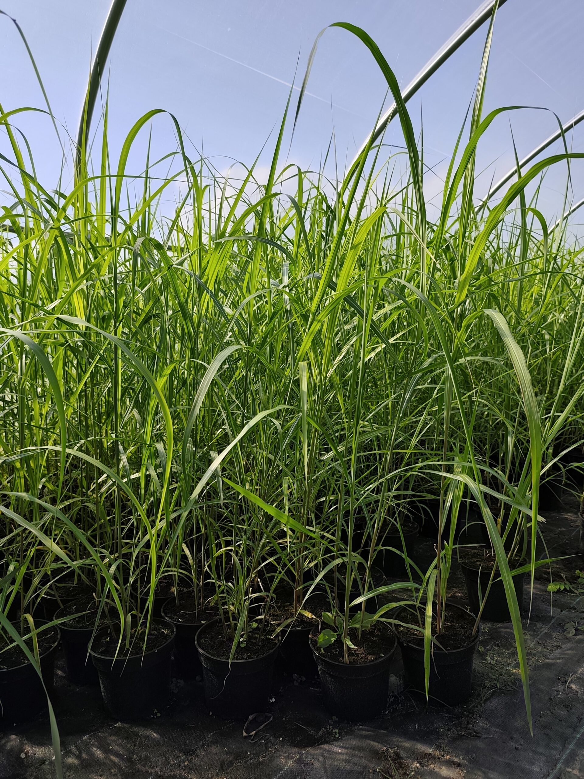 Miskant chiński 'Memory' - obrazek 3