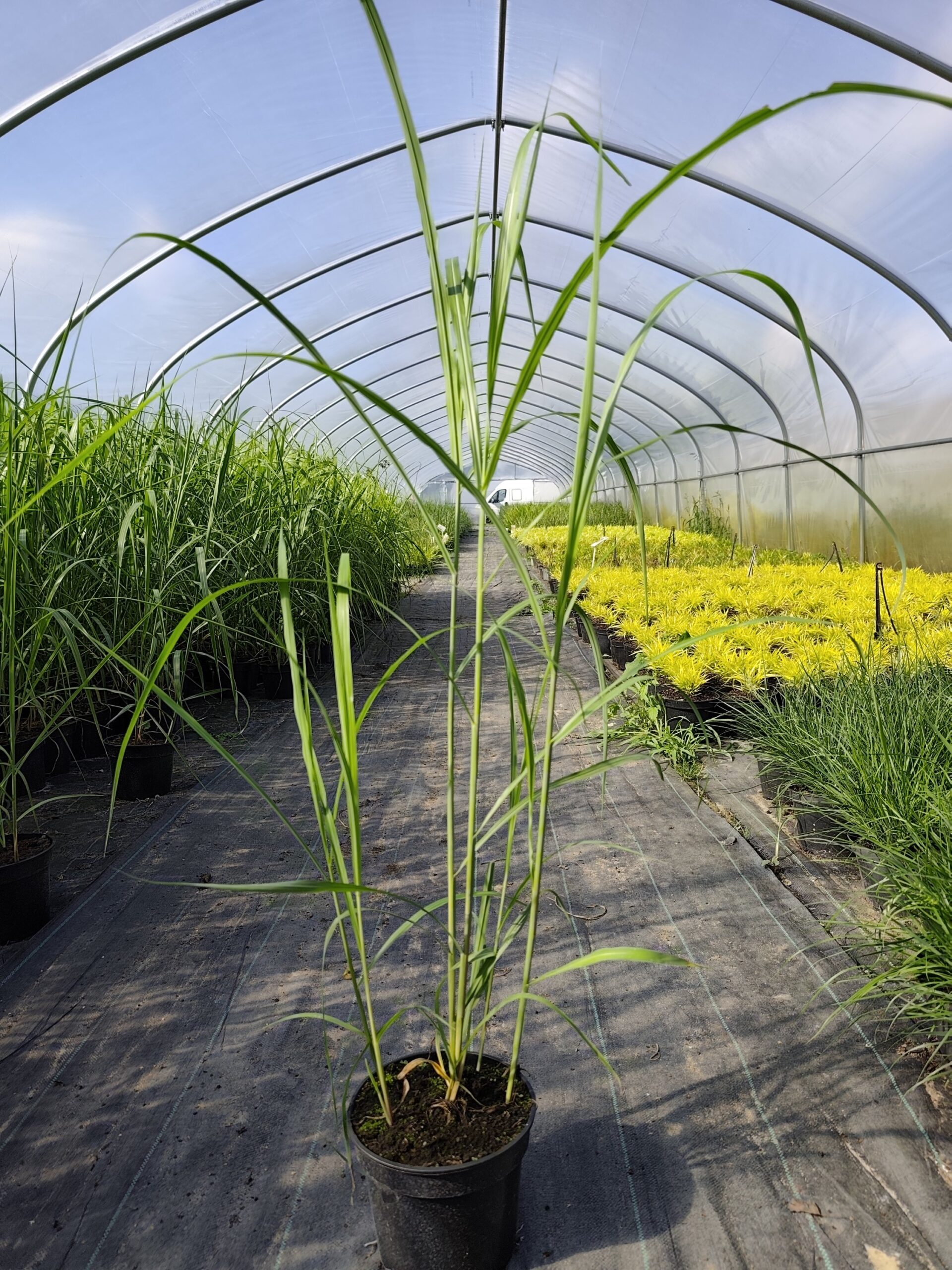 Miskant chiński 'Memory' - obrazek 6