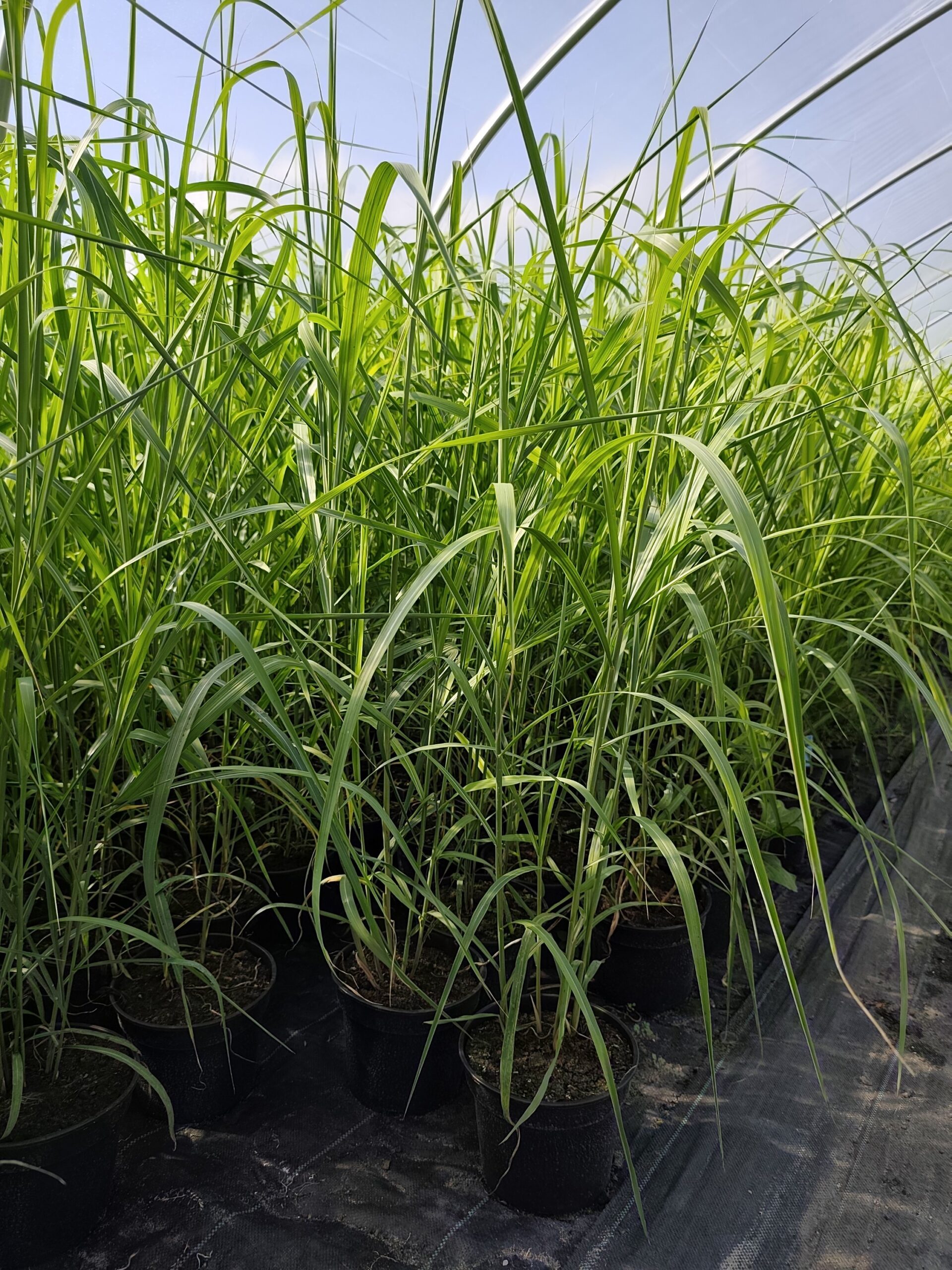 Miskant chiński 'Memory' - obrazek 4