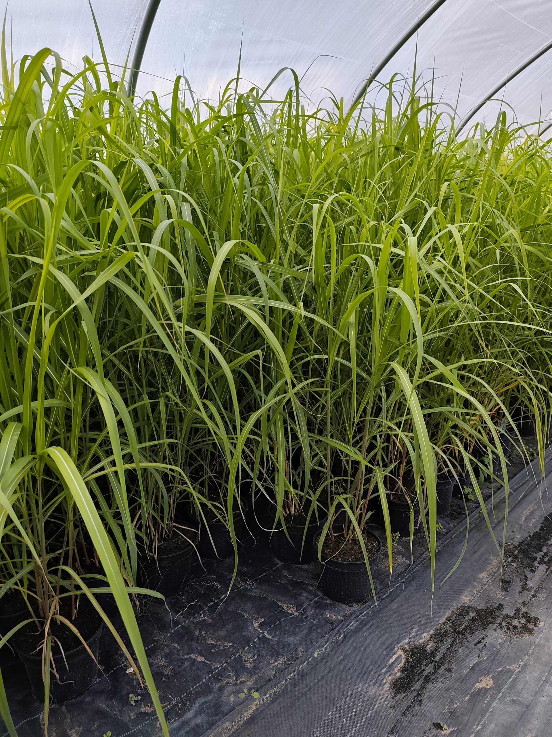 Miskant chiński 'Memory' - obrazek 8