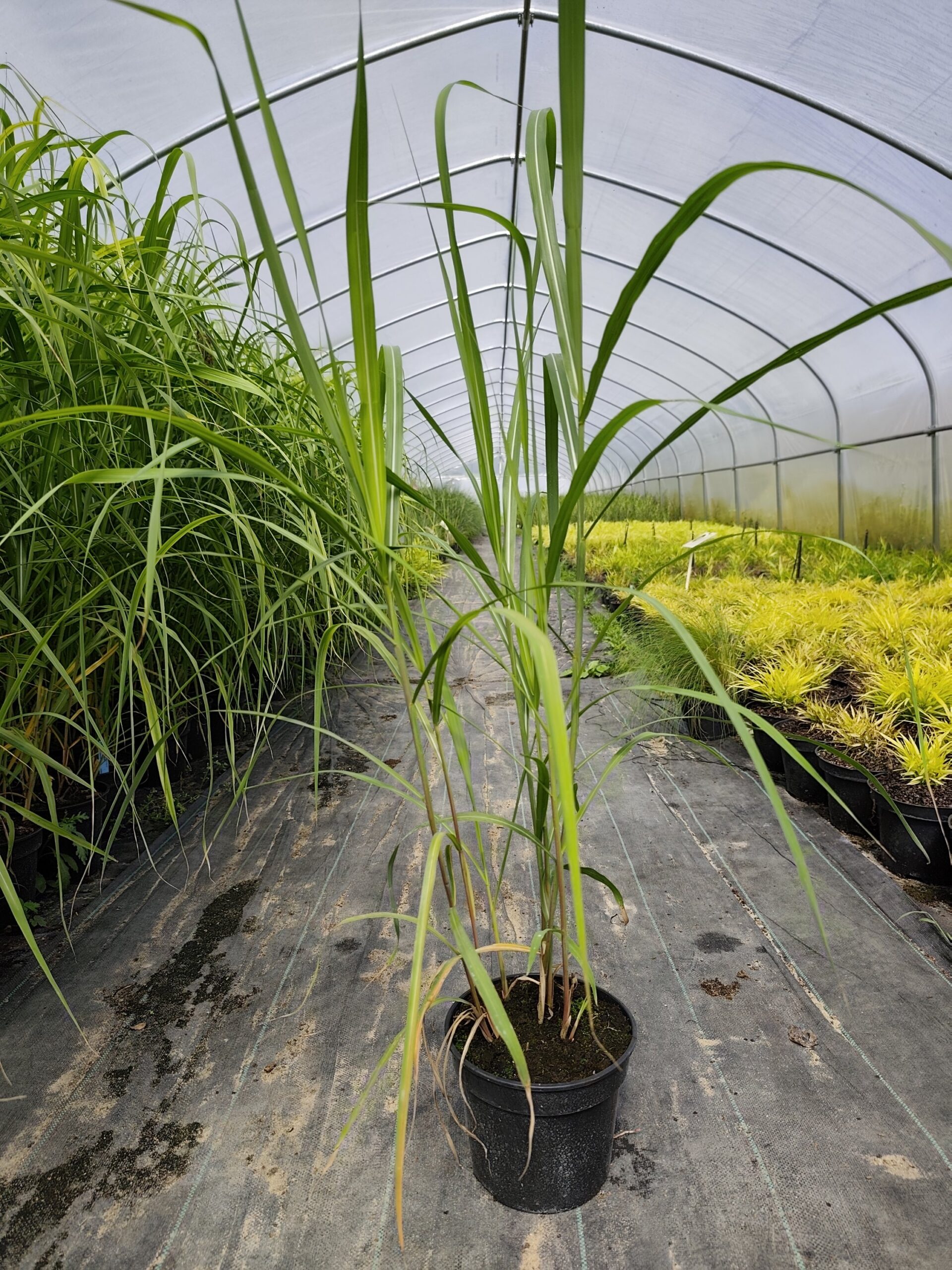 Miskant chiński 'Memory' - obrazek 10