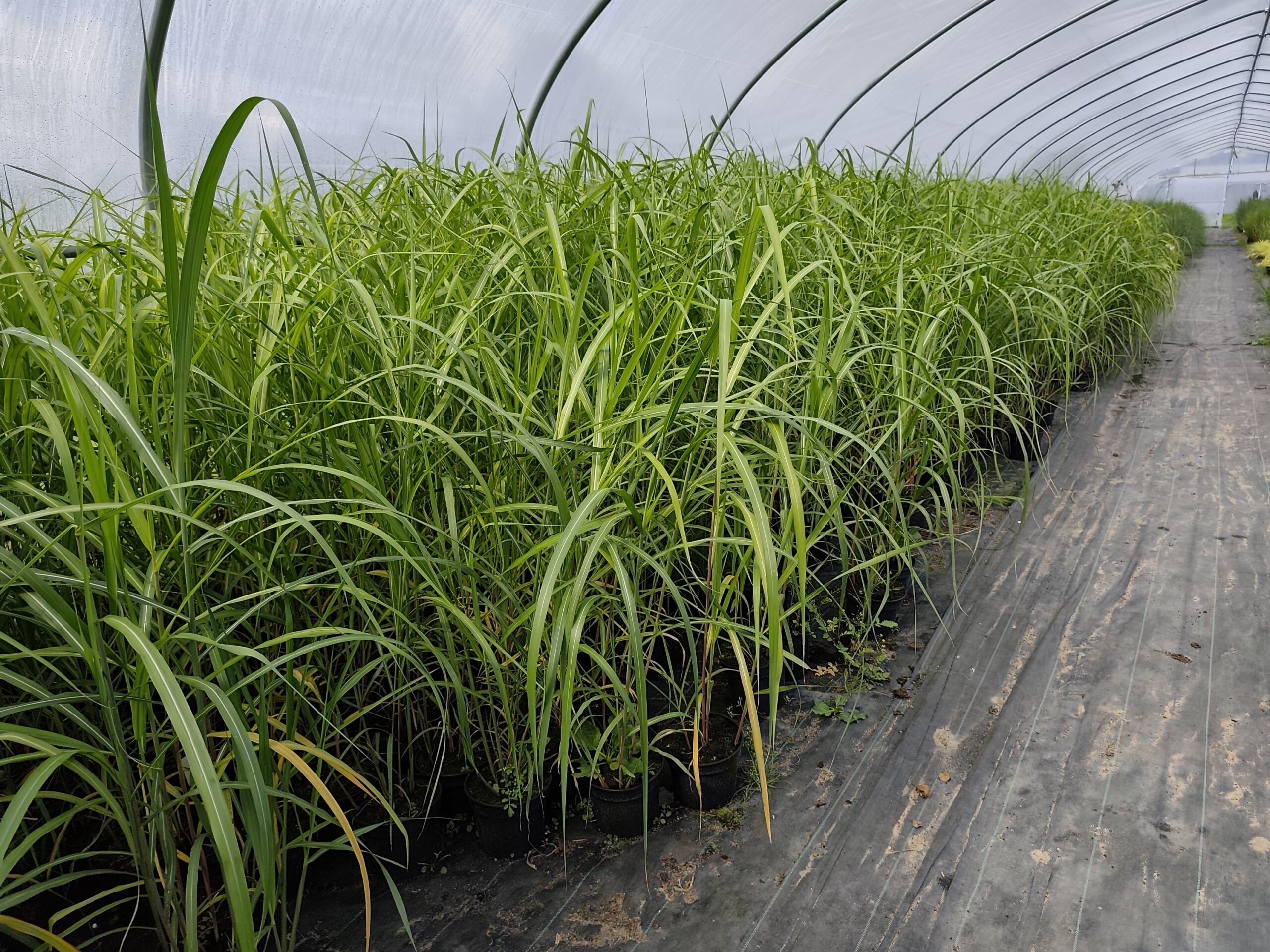 Miskant chiński 'Memory' - obrazek 7