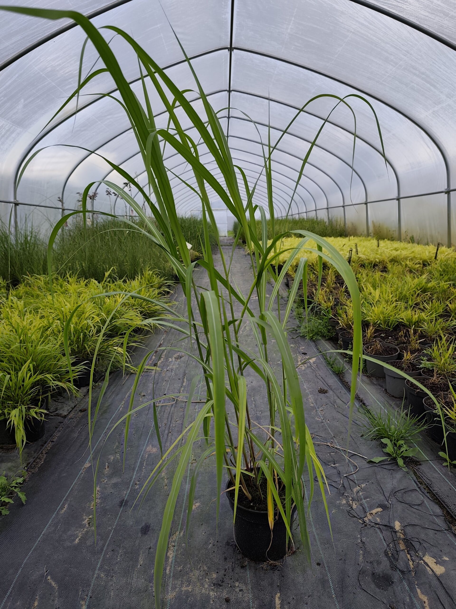 Miskant chiński 'Memory' - obrazek 9