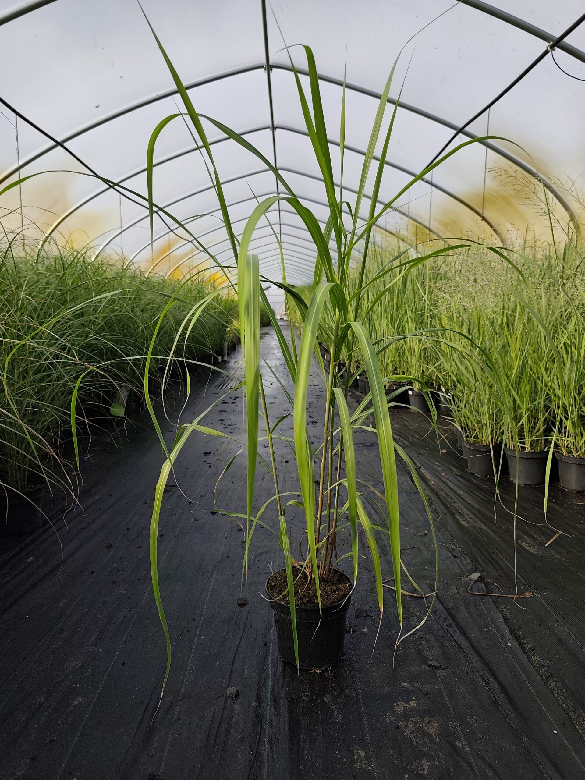 Miskant chiński 'Memory' - obrazek 13