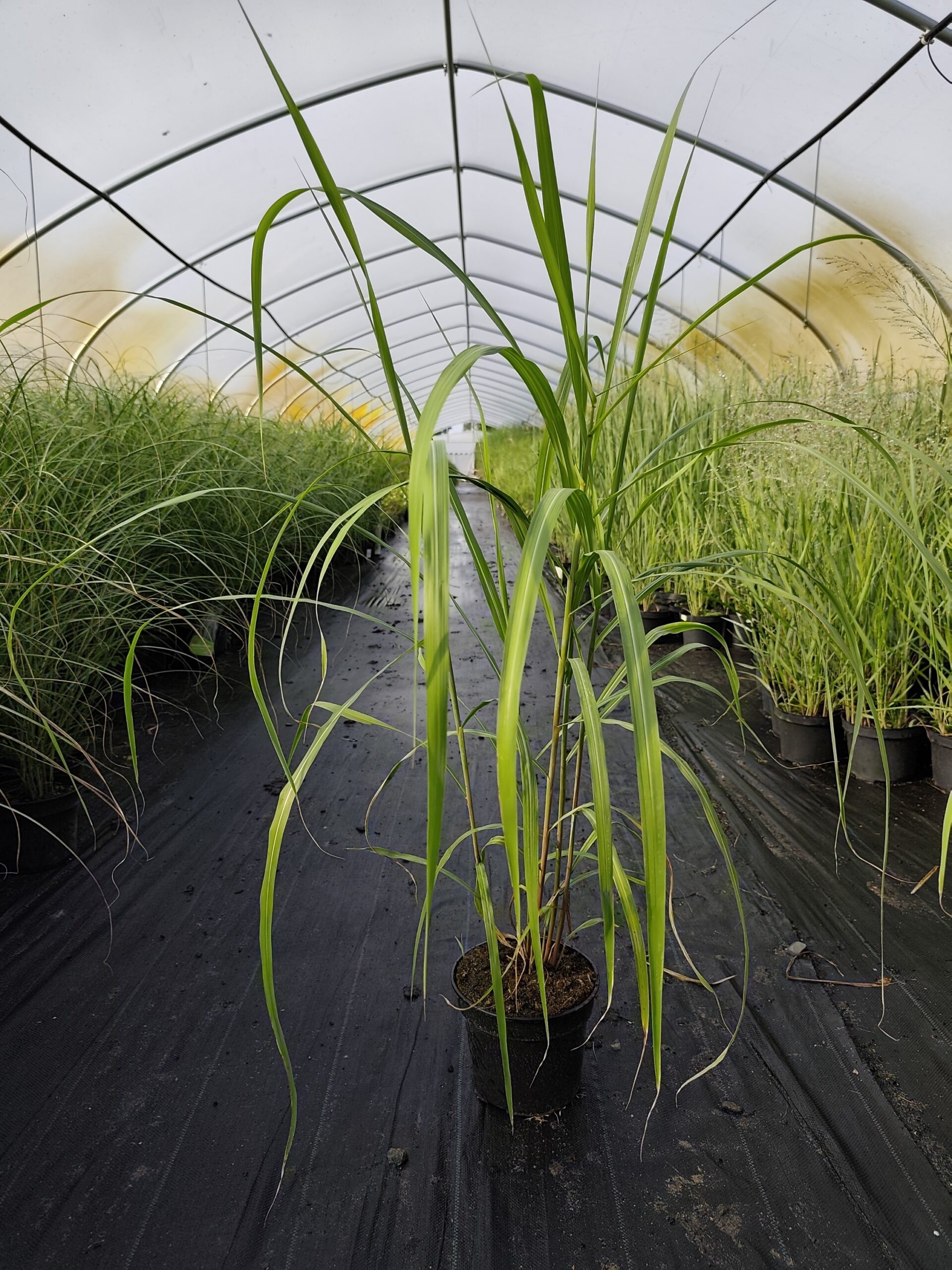 Miskant chiński 'Memory' - obrazek 14