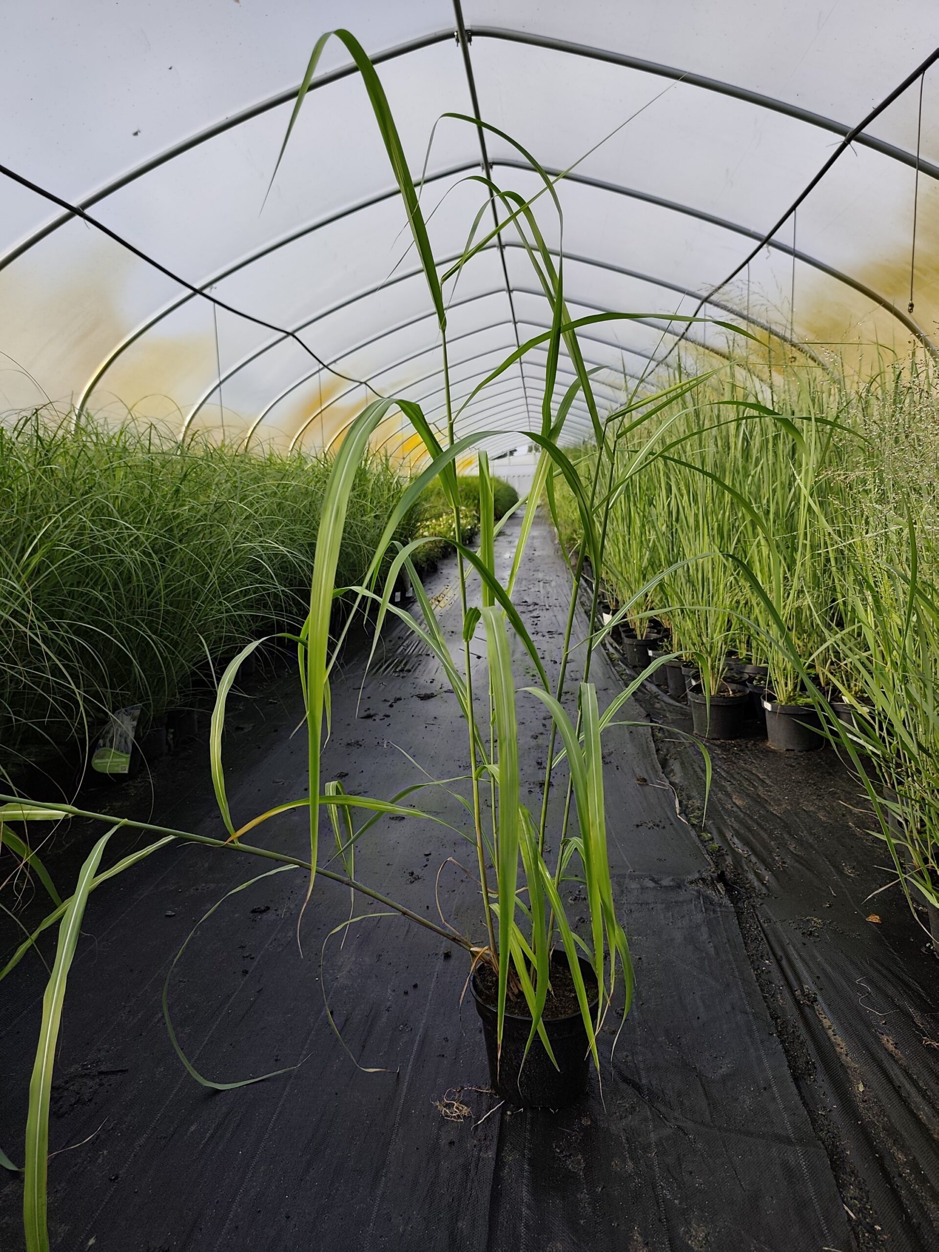 Miskant chiński 'Memory' - obrazek 11