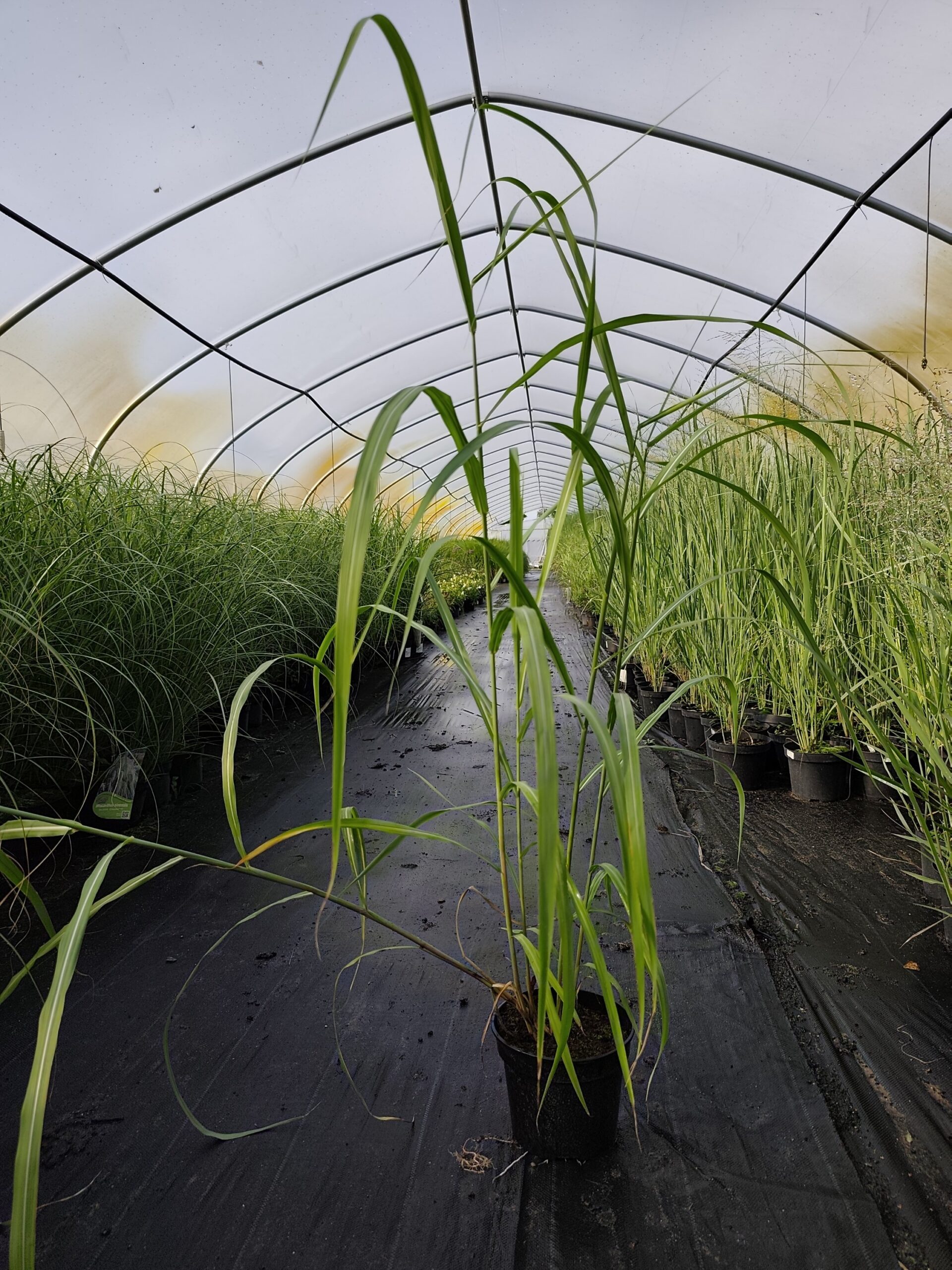 Miskant chiński 'Memory' - obrazek 12