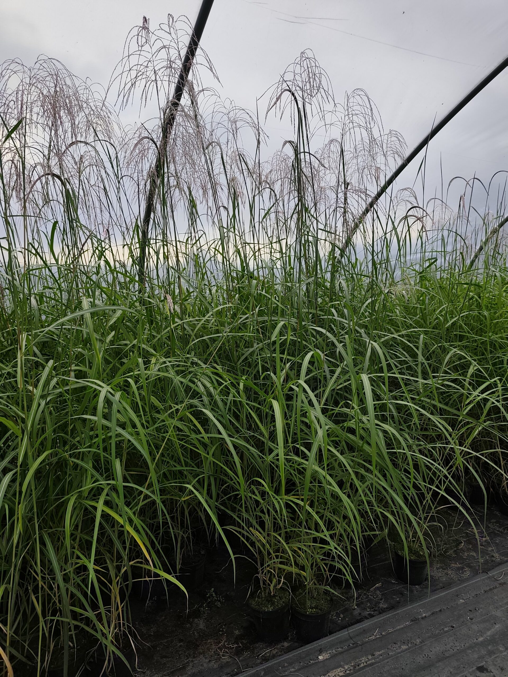 Miskant chiński 'Memory' - obrazek 15