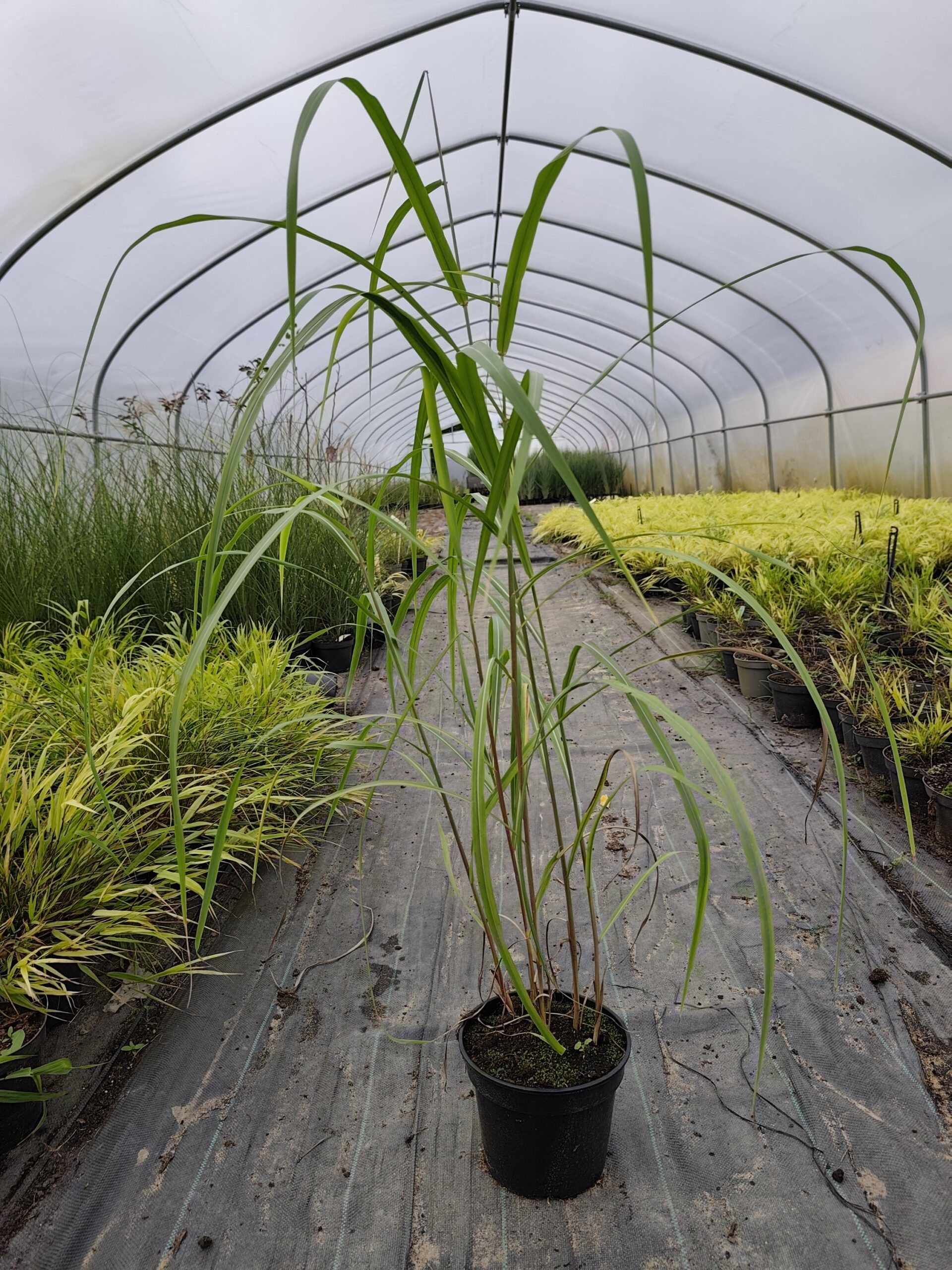 Miskant chiński 'Memory' - obrazek 16