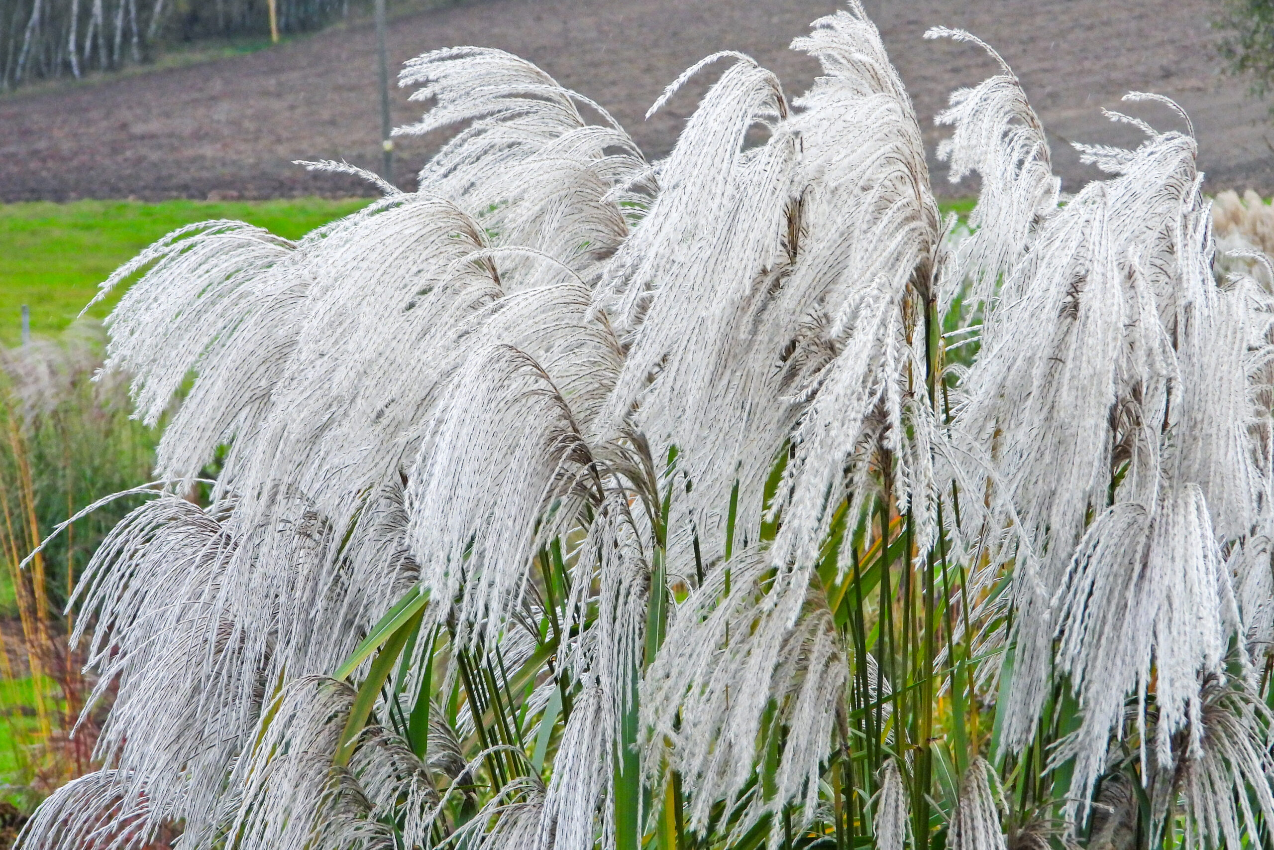 Miskant chiński 'Memory'