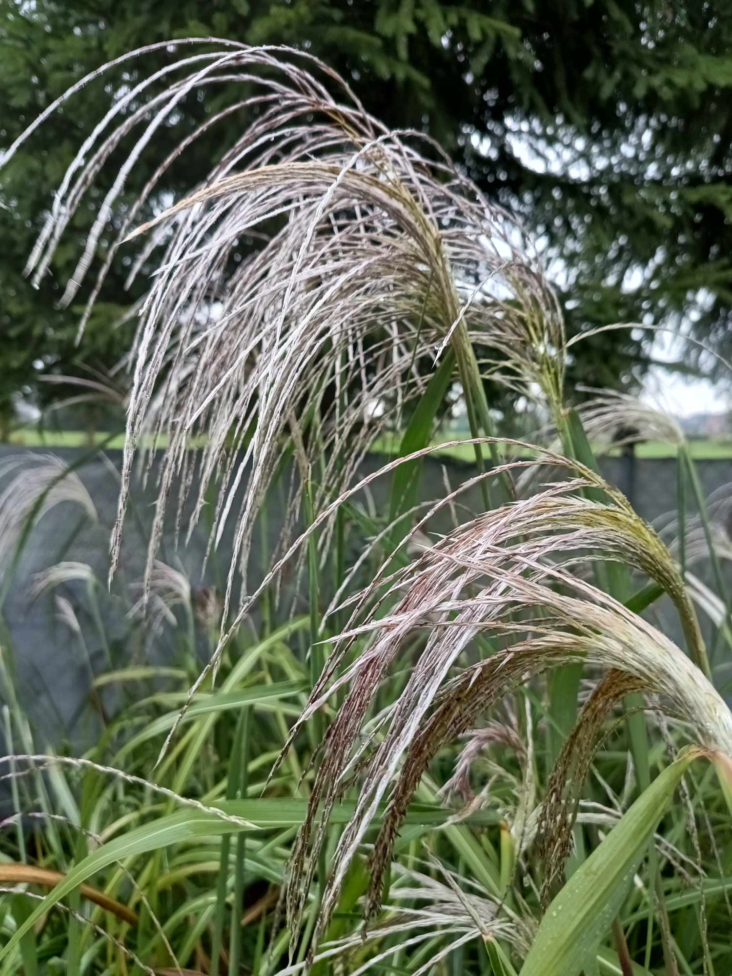 Miskant chiński 'Memory' - obrazek 2