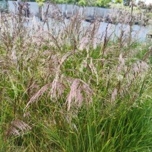 Śmiałek Darniowy 'Goldtau'