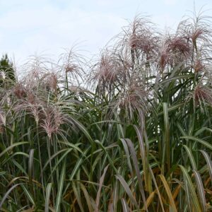 Miskant Olbrzymi 'Meidl' C5 Szkółka Słowińscy