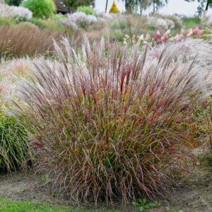 Miskant chiński 'Purple Prince'