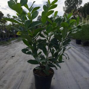 Laurowiśnia Wschodnia 'Novita' C3