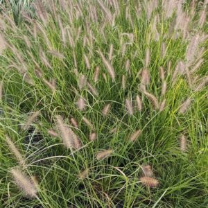 Rozplenica japońska 'Moudry'