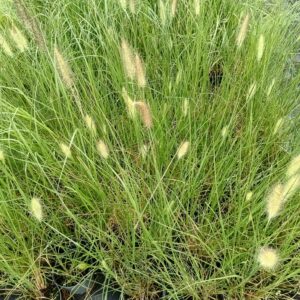 Rozplenica japońska 'Magic'