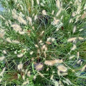 Rozplenica japońska 'Little Bunny'