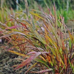 Hakonechloa smukła 'Beni Kaze’