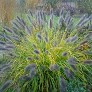 Rozplenica japońska 'Black Beauty'