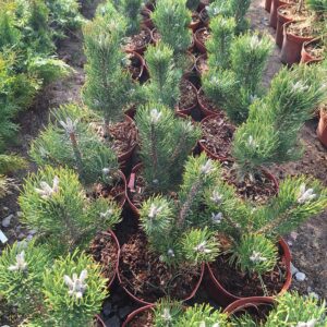 Sosna czarna 'Oregon Green'