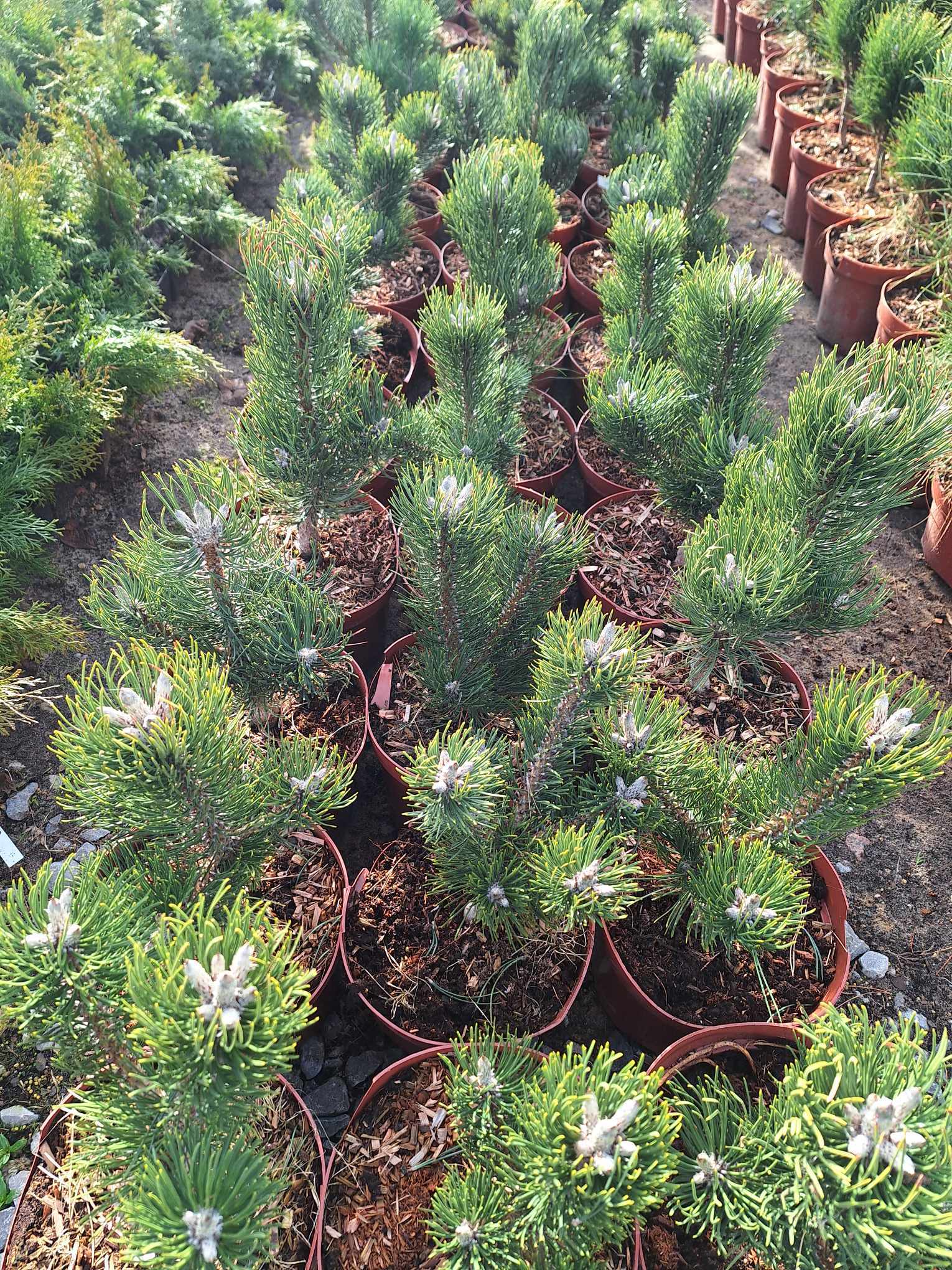 Sosna czarna 'Oregon Green'