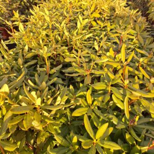 Rododendrony i azalie