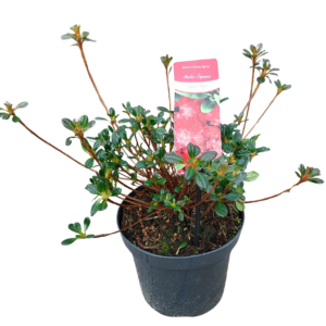 Azalia japońska 'Vera Maja'