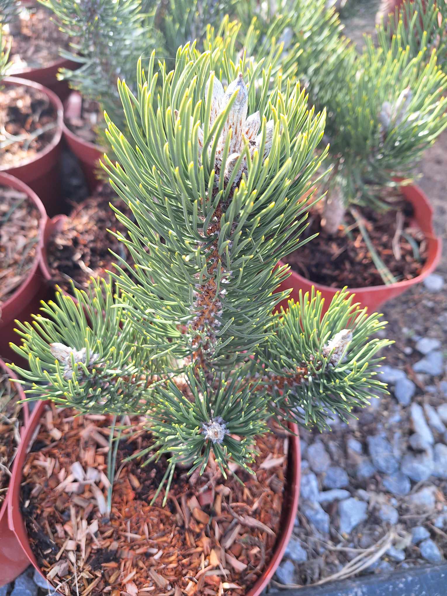 Sosna czarna 'Oregon Green' - obrazek 2