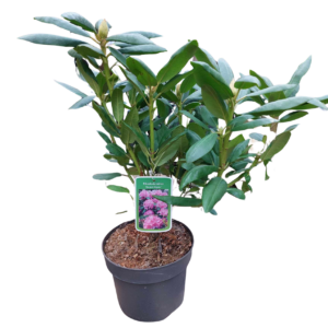 Rododendron 'Roseum Elegans' Różanecznik