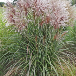 Miskant chiński 'Oktoberfest'