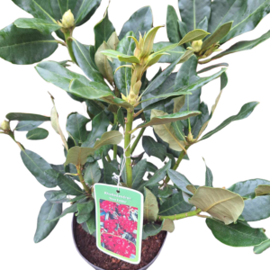 Rododendron 'Nova Zembla' Różanecznik