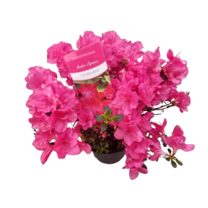 Azalia japońska 'Canzonetta'
