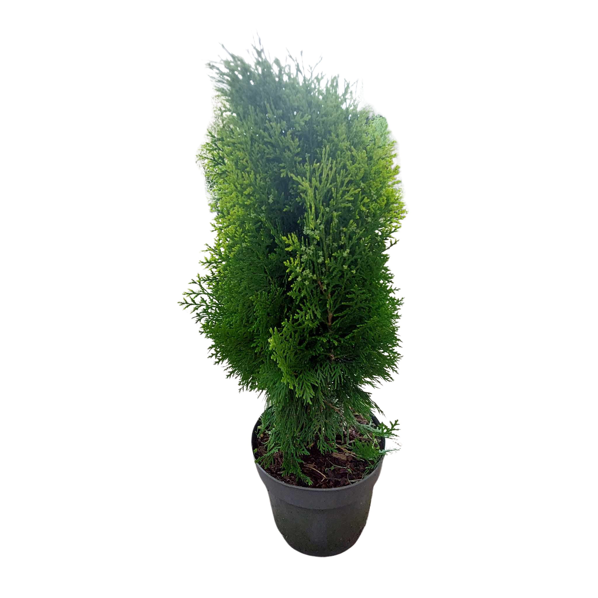 Thuja 'Aurea Nana'