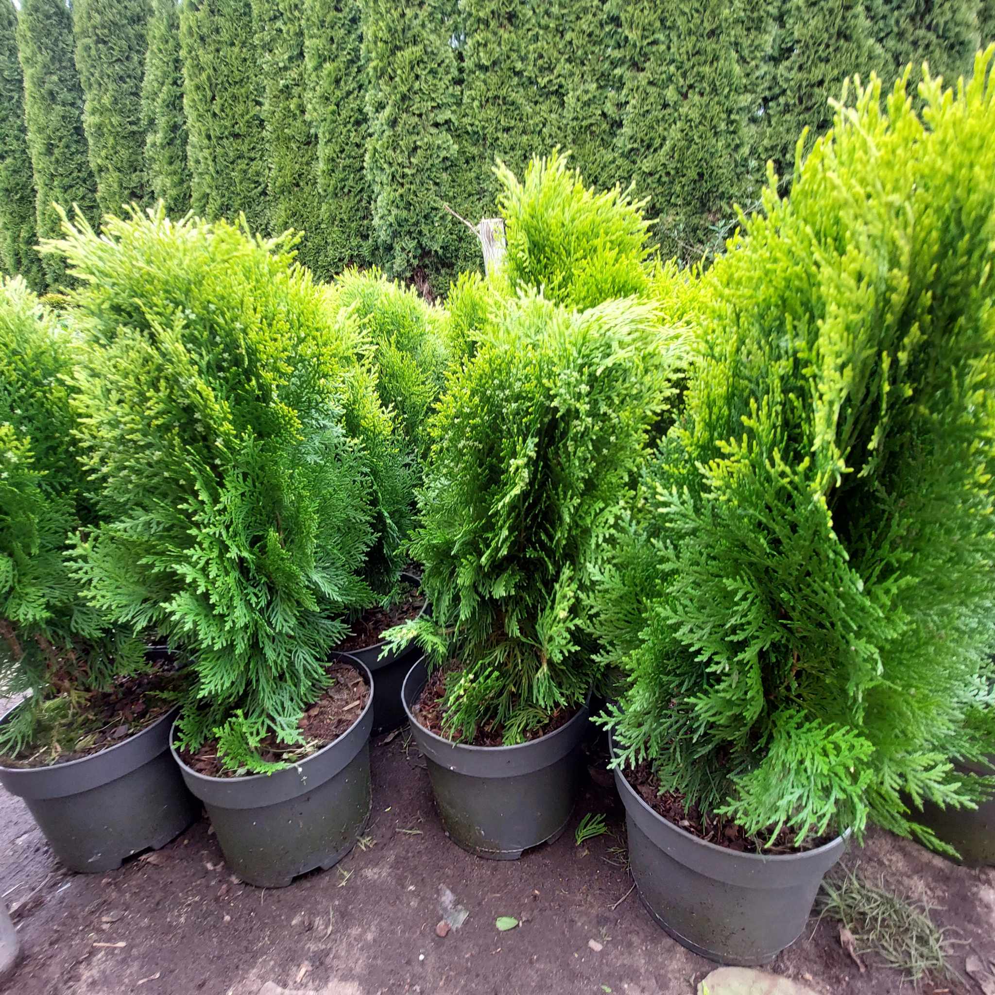 Thuja 'Aurea Nana' - obrazek 2