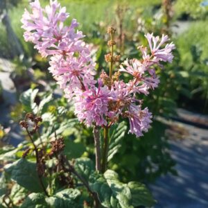 Bez - Lilak Meyera 'Palibin'