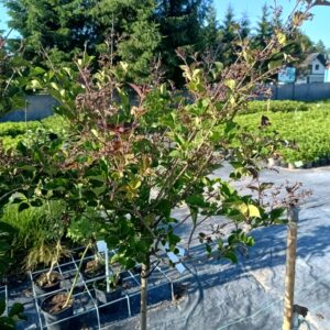 Bez - Lilak Meyera 'Palibin' na pniu