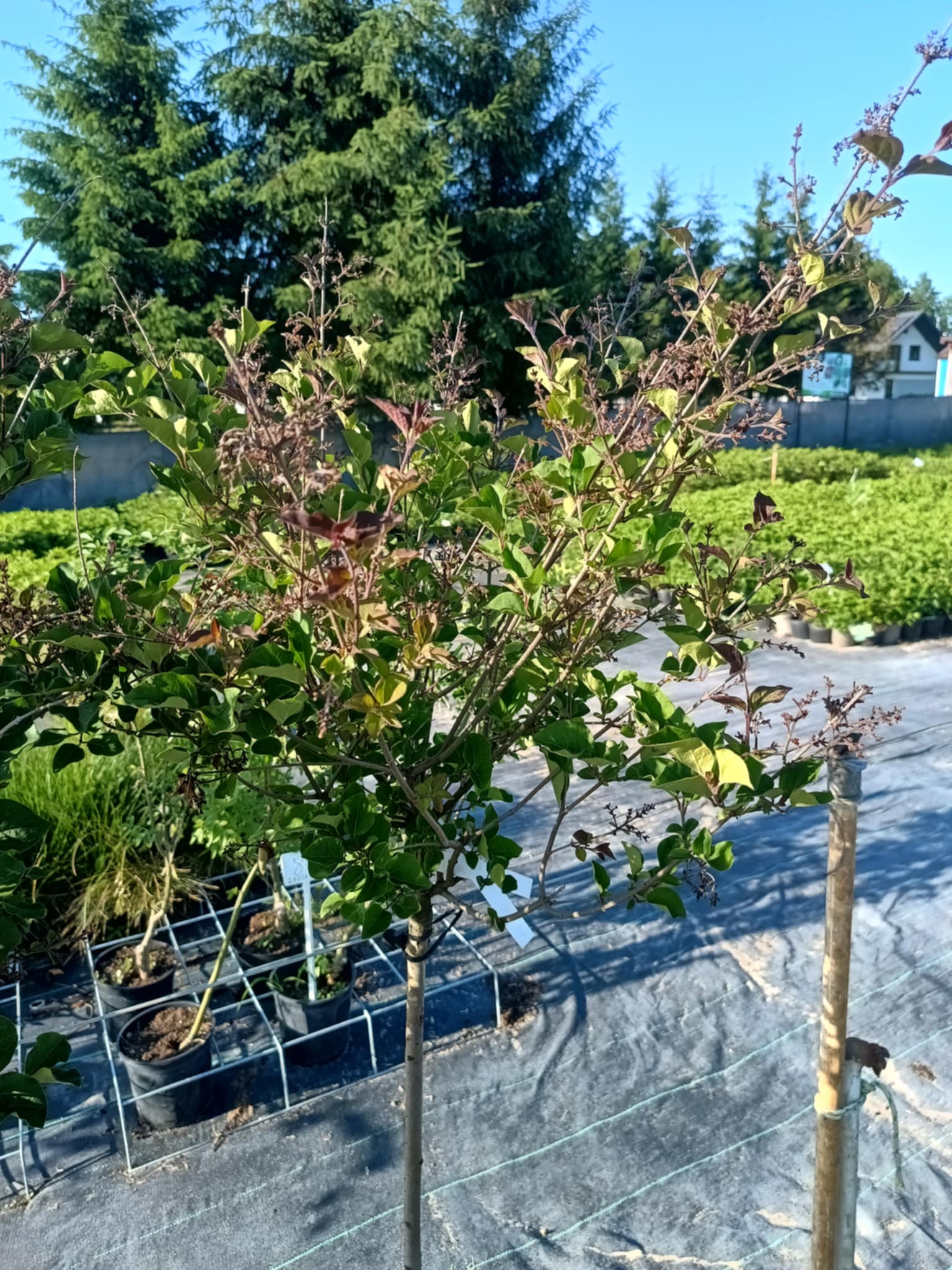 Bez - Lilak Meyera 'Palibin' na pniu