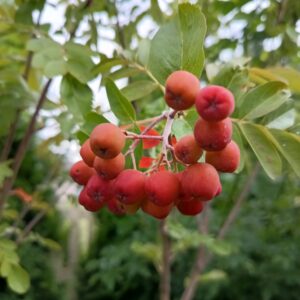 Jarzębina Jadalna 'Granatnaja'