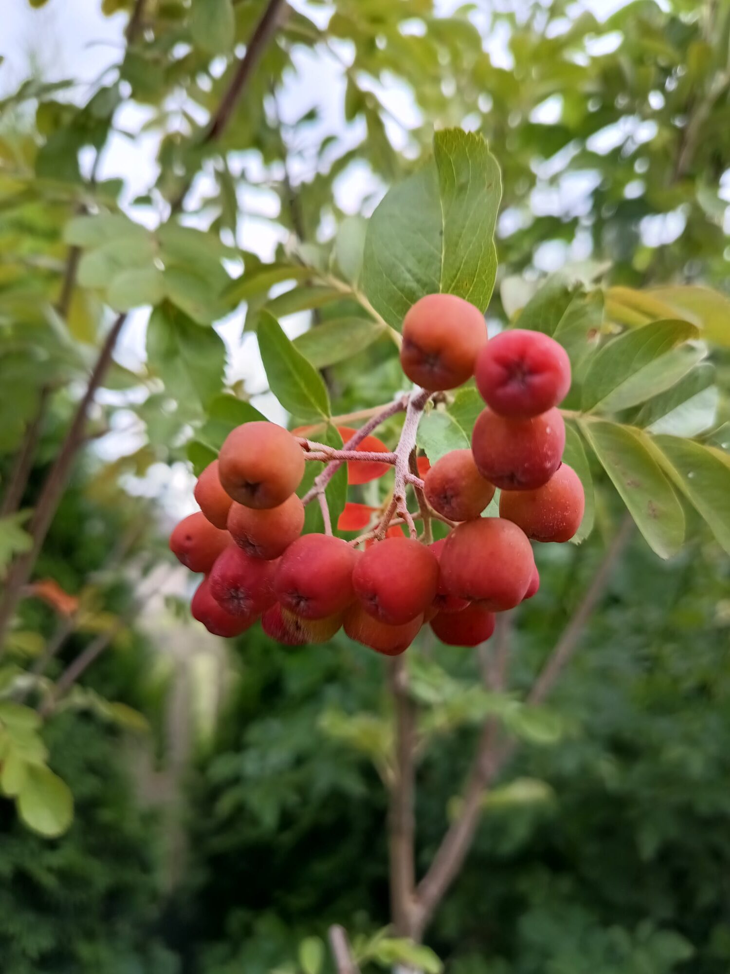 Jarzębina Jadalna 'Granatnaja'