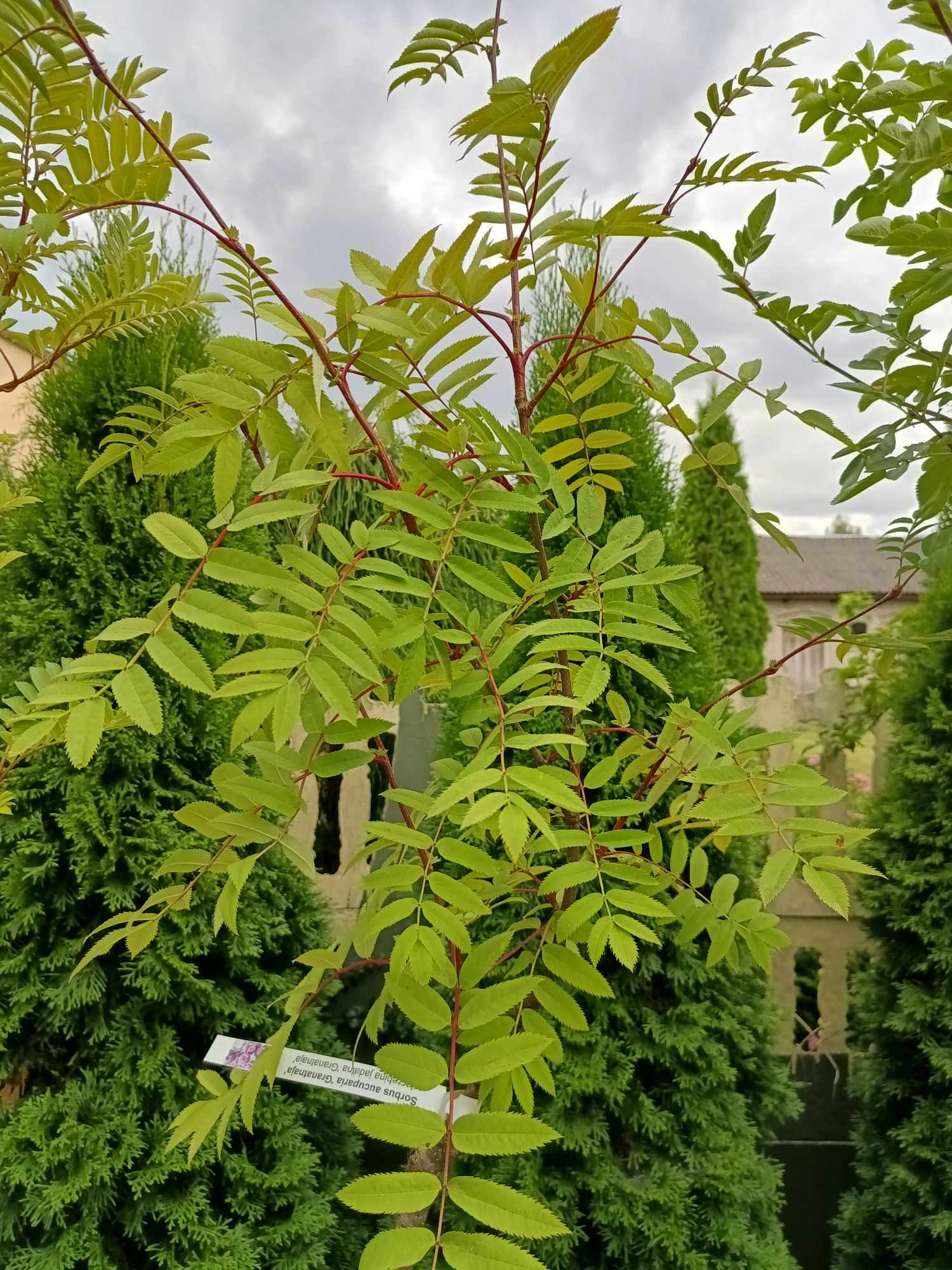Jarzębina Jadalna 'Granatnaja' - obrazek 2