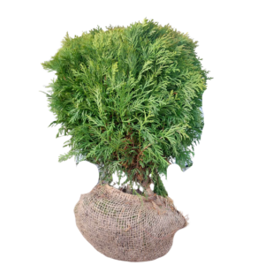 Thuja kula 'Danica'