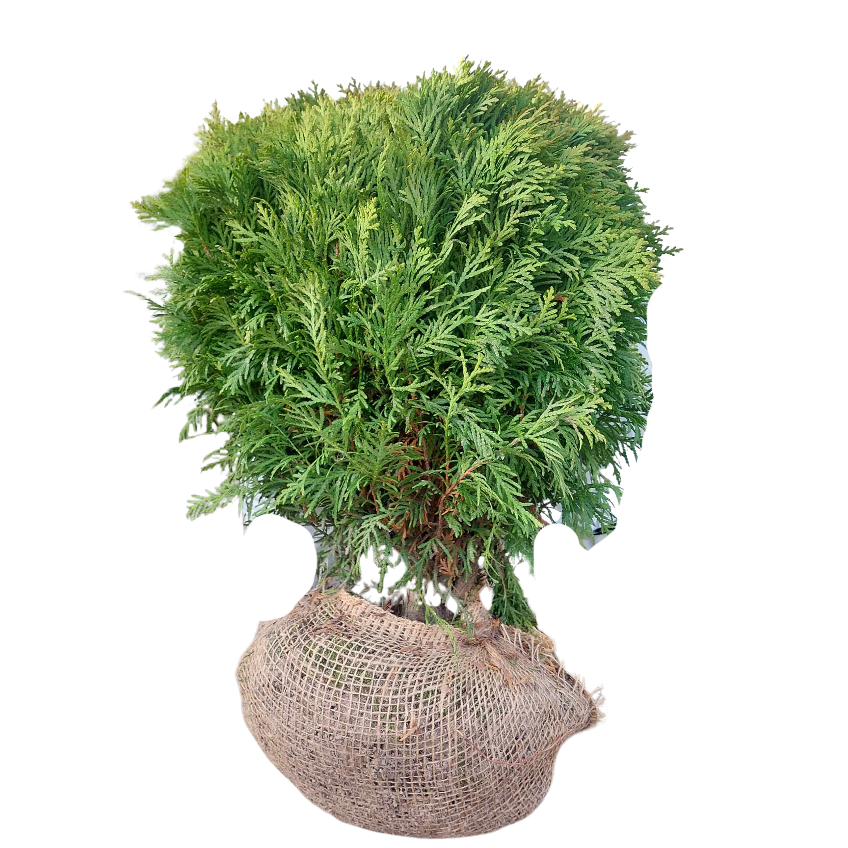Thuja kula 'Danica'