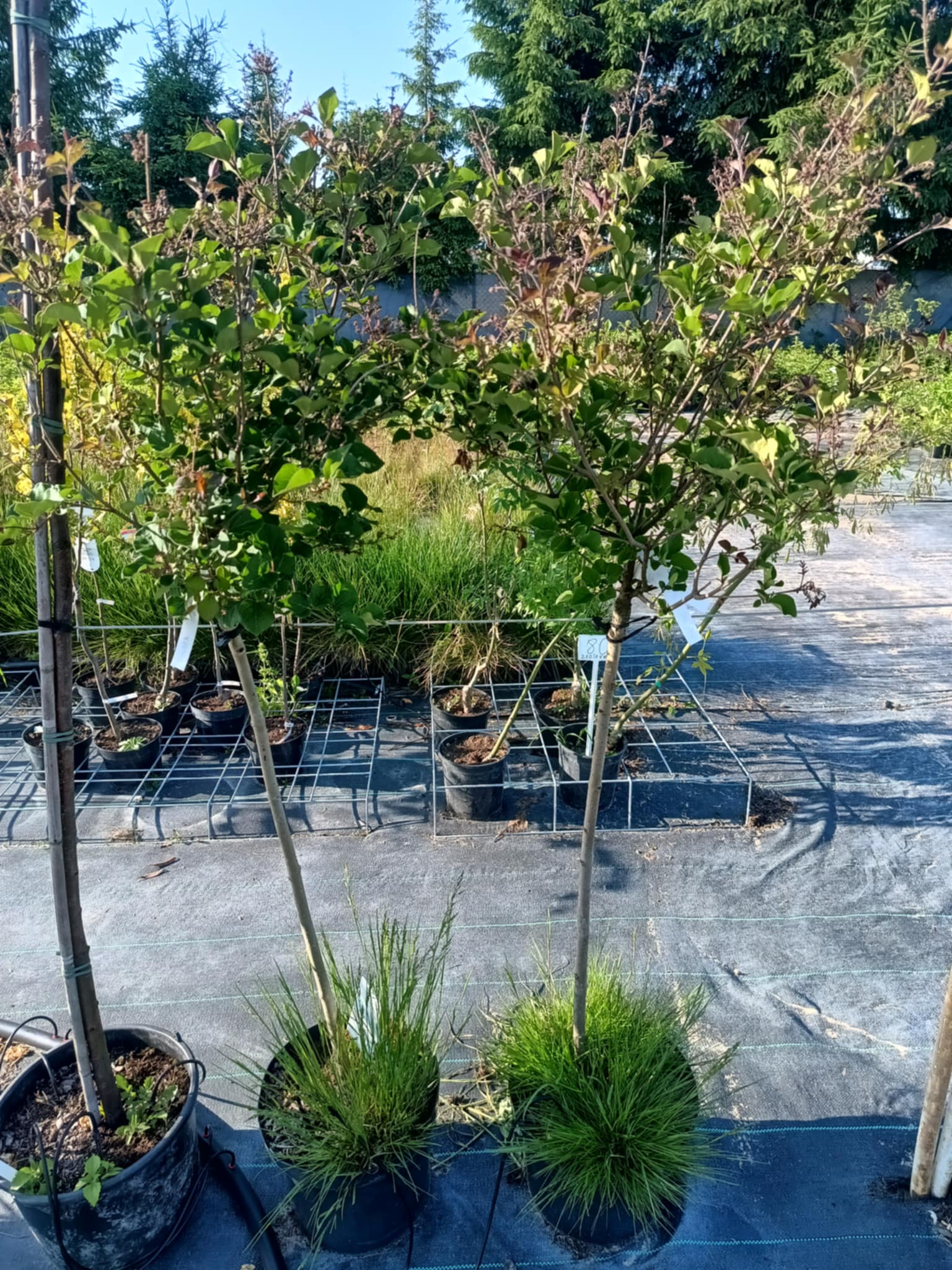 Bez - Lilak Meyera 'Palibin' na pniu - obrazek 2