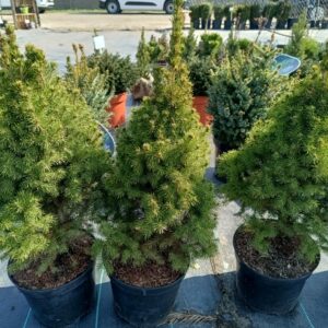 Świerk Biały 'Conica'