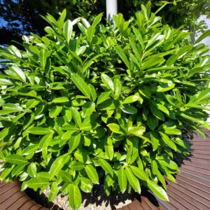 Laurowiśnia wschodnia