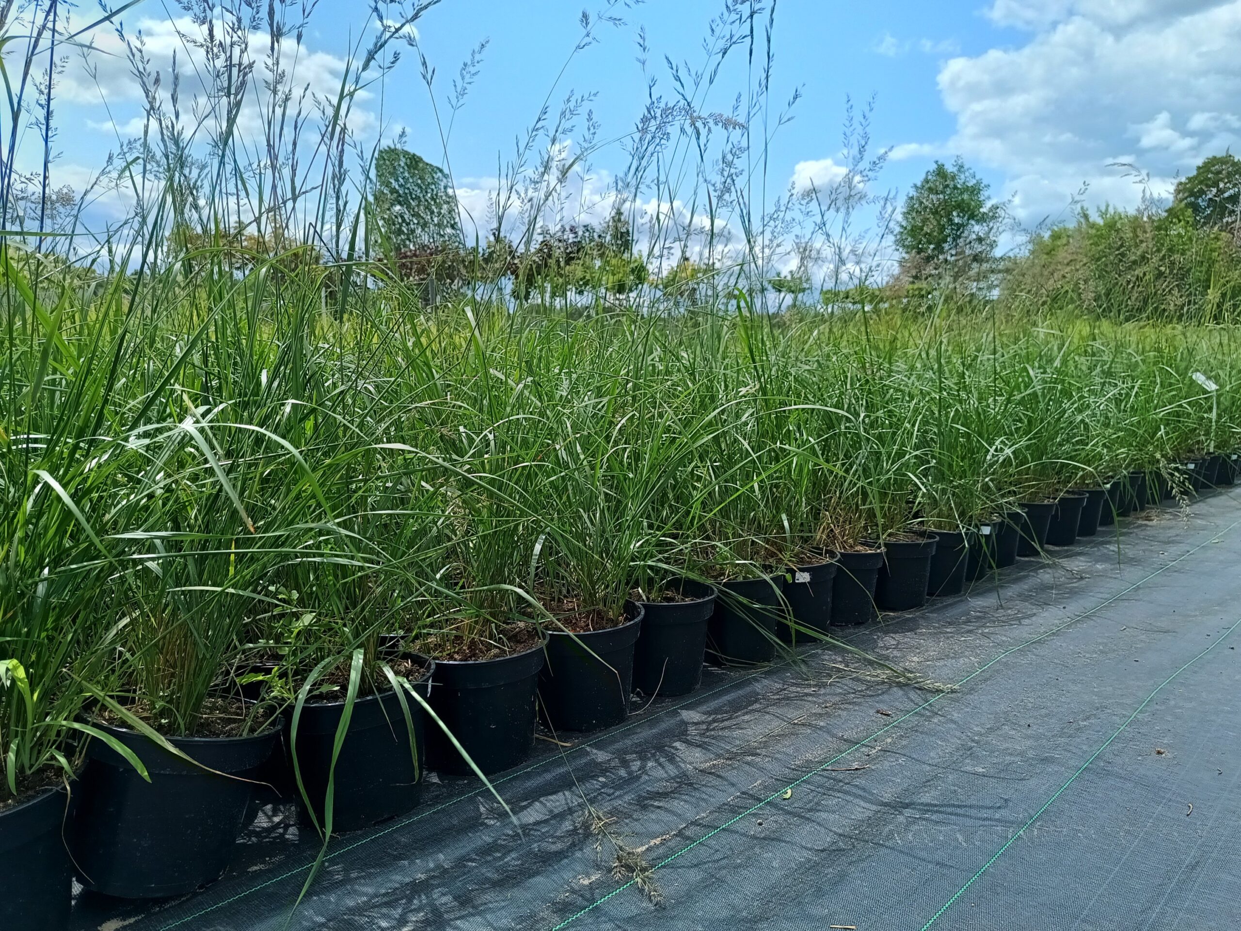 Trzcinnik ostrokwiatowy 'Karl Foerster' - obrazek 6