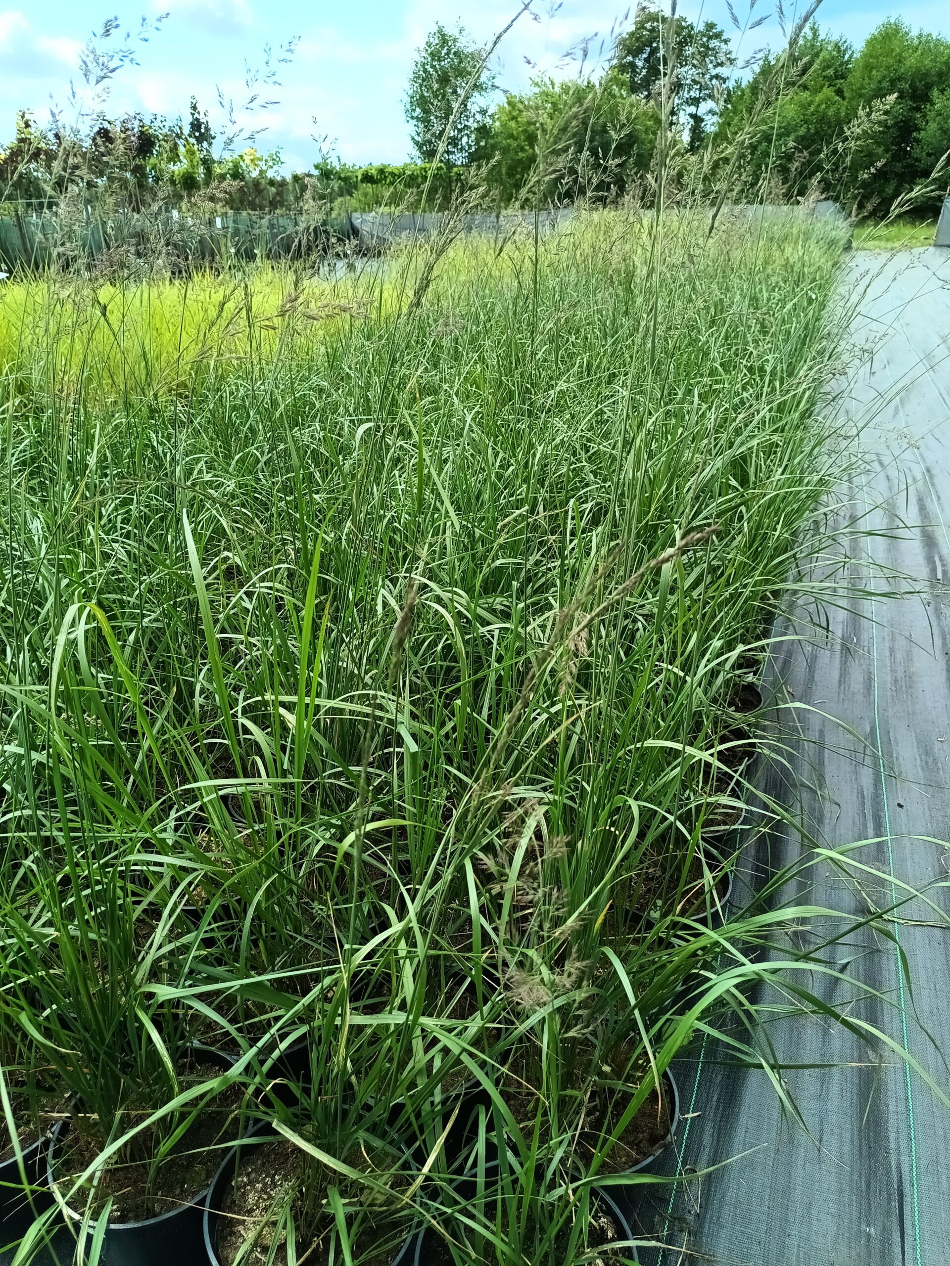 Trzcinnik ostrokwiatowy 'Karl Foerster' - obrazek 4